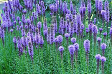 purple blooms on a gayfeather liatris plant clipart