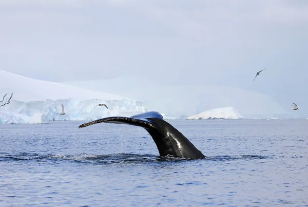 Coda Megattera Mostrando Immersione Penisola Antartica — Foto Stock