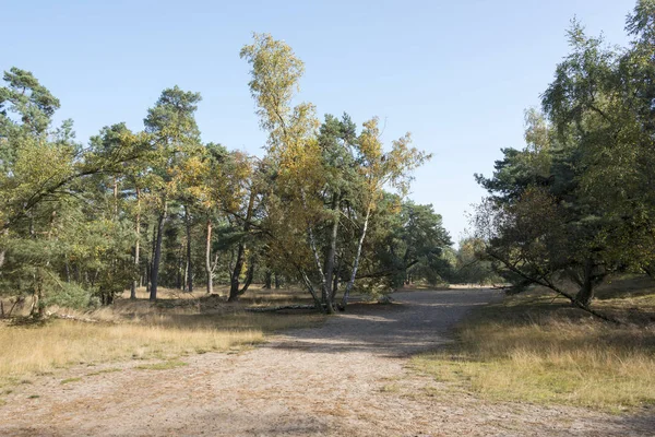 Área Natural Holanda Llamada Luttezand — Foto de Stock