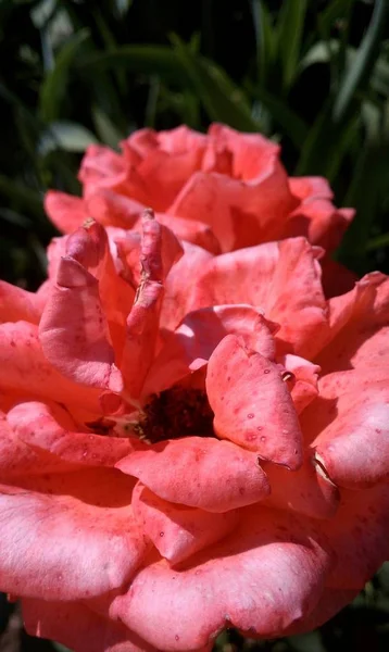 漂亮的粉红色玫瑰与一些枯萎的踏板 在阳光下充满活力 如此美丽 — 图库照片