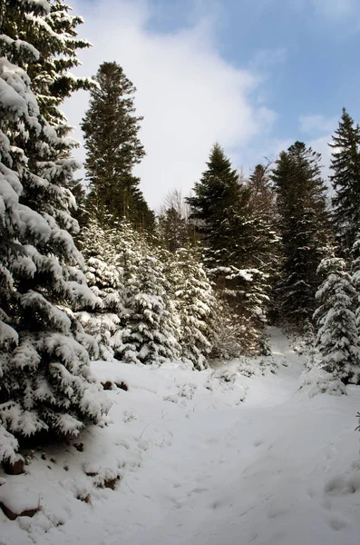 Drzewa Zimą Góry Pokryte Śniegiem — Zdjęcie stockowe
