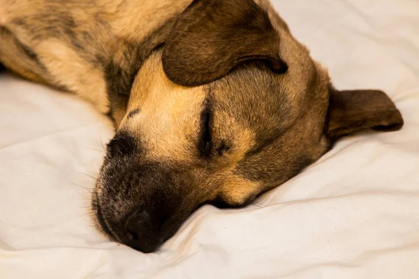 小波兰猎犬睡觉 — 图库照片