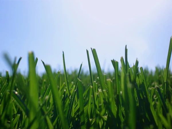 Grama Brilha Sol Verão Com Muito Espaço Cópia — Fotografia de Stock