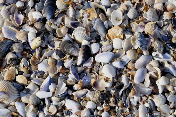 シェルはヴァルナの海岸に洗い流される — ストック写真