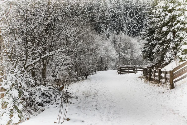 Första Snön Vintersäsongen Bergsstig Naturparken Italien — Stockfoto