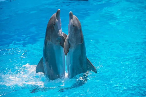 Dolphin Par Har Demonstration Tango Dans Alla Bilder Skjuten Juli — Stockfoto