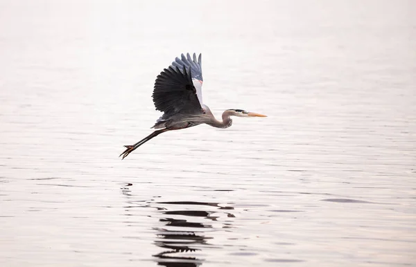 Great Blue Heron Ardea Herodias Humedal Marsh Myakka River State — Foto de Stock