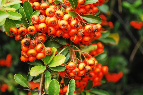 Season Autumn Ripe Red Rowan Berries Close — Stock Photo, Image