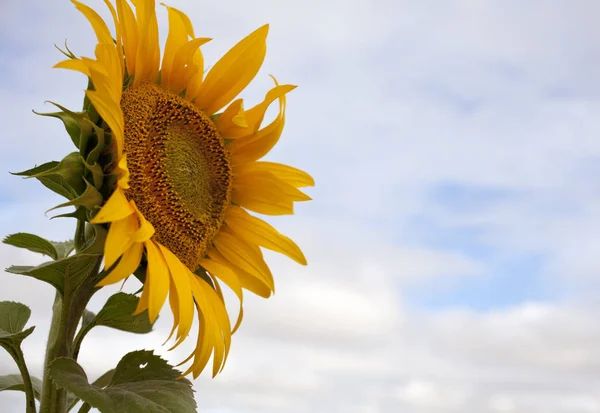 Lot Sunflowers Spanish Countryside — Stock Photo, Image