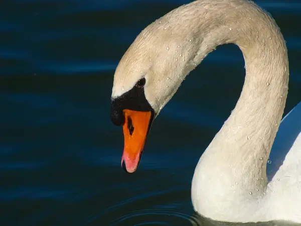 Közeli Lövés Swan — Stock Fotó