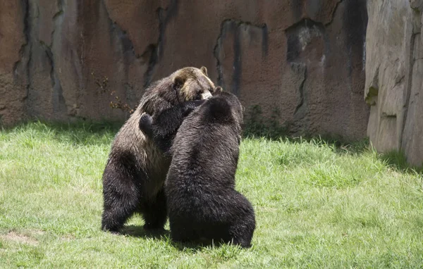 Brown Bears Ursus Arctos Mating — Stock Photo, Image