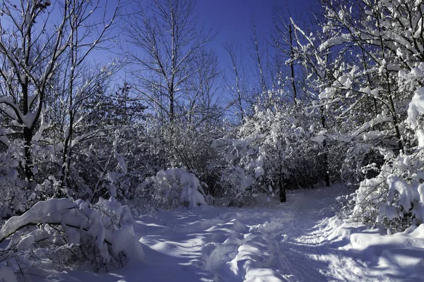 Sceny Zimowej Przyroda Podróże — Zdjęcie stockowe