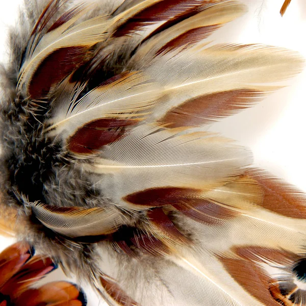 Pheasant Feathers Atraktivní Abstraktní Design Peří — Stock fotografie