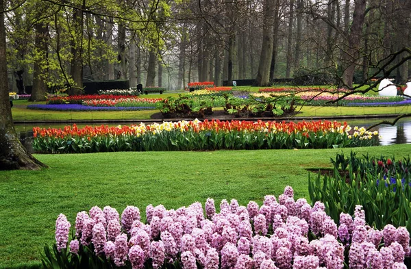 봄에는 네덜란드 큐켄호프 Lisse 마리의 히아신스와 튤립이 피어납니다 — 스톡 사진