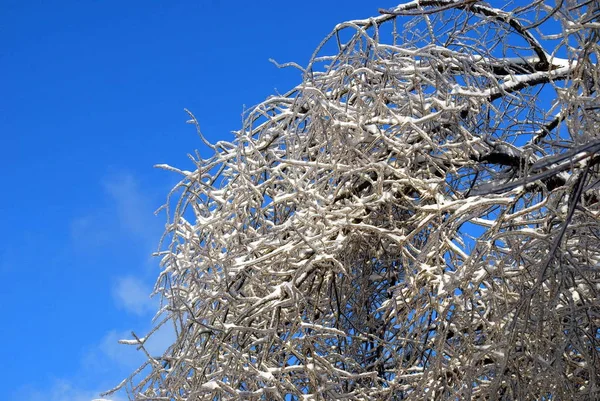 Sol Brilhou Galho Árvore Gelo Fundo Azul Céu — Fotografia de Stock