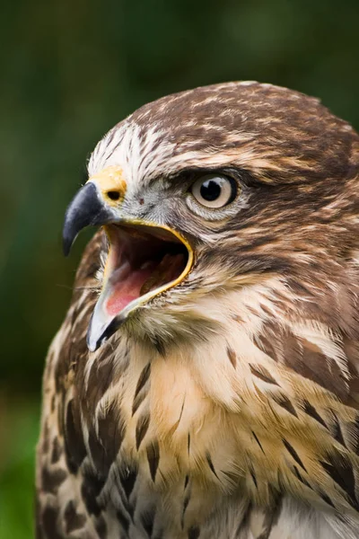 Retrato Buzzard Gritando Com Fundo Verde — Fotografia de Stock