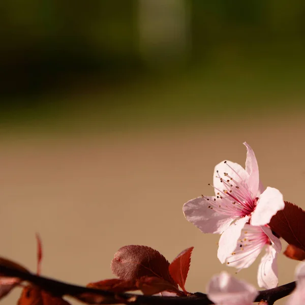 Rózsaszín Virág Virág Vörös Lomb Homályos Háttérrel Négyzet Alakú Összetétele — Stock Fotó