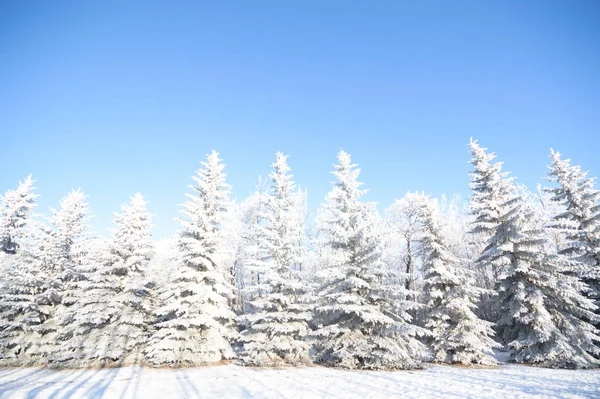 Velho Grande Árvore Congelada Fundo Cor Com Céu Azul — Fotografia de Stock