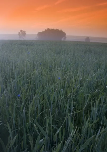 Široká Pole Osázené Pšenice — Stock fotografie