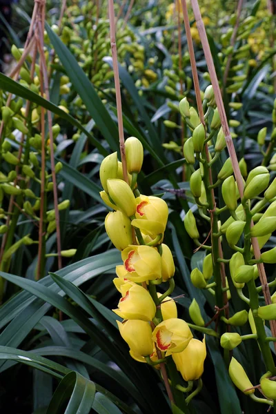 Jarní Květina Pro Tet Krásná Orchidej Květina Zahradě Dalat Lam — Stock fotografie