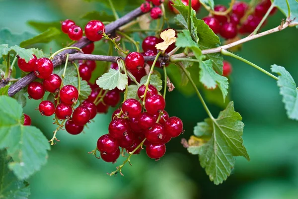 Mat Serien Mogna Röda Vinbär Busken — Stockfoto