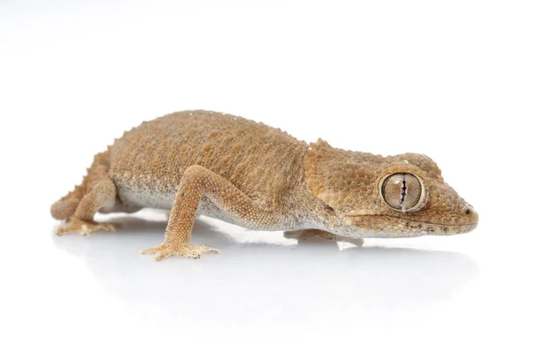 Kasklı Gecko Beyaz Arka Plan Üzerinde Izole — Stok fotoğraf