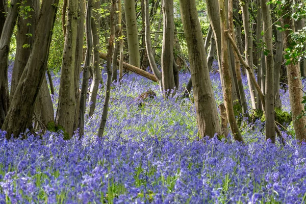 Fioritura Sussex Bluebell Che Cresce Nella Bella Natura — Foto Stock