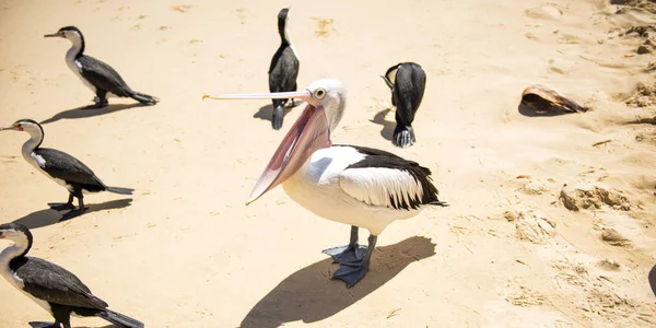 モレトン島の西側にあるクイーンズランド州タンガルーマ島で日中ビーチで休むペリカンや他の鳥 — ストック写真