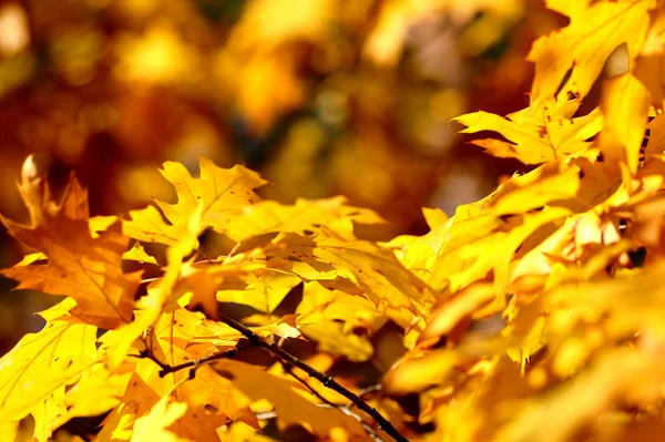 Podzimní Listí Stromě Podzim Podzimní Pozadí — Stock fotografie