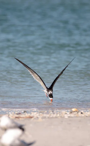 Troupeau Écumoire Noire Sternes Rynchops Niger Sur Plage Clam Pass — Photo