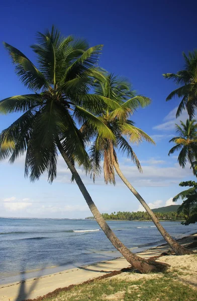 Palmeras Inclinadas Playa Las Galeras Península Samaná República Dominicana — Foto de Stock