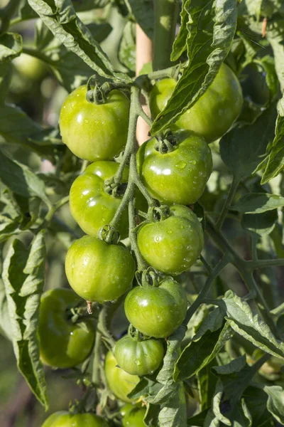 Zielone Pomidory Ogrodzie — Zdjęcie stockowe