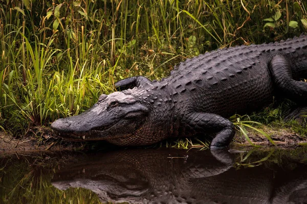 Grande Ameaçador Jacaré Americano Alligator Mississippiensis Pântano Pântano Myakka River — Fotografia de Stock