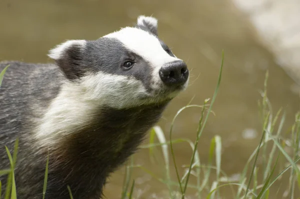 Badger Inggris Taman Satwa Liar — Stok Foto