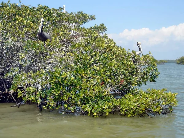 Varios Pelícanos Sentados Manglares Everglades Florida —  Fotos de Stock