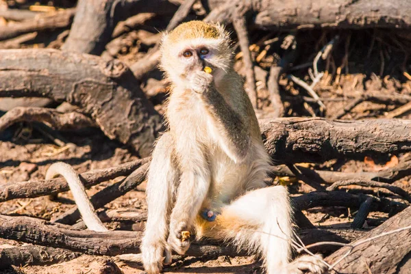 Monos Ramas Vervet Parque Nacional Chobe — Foto de Stock