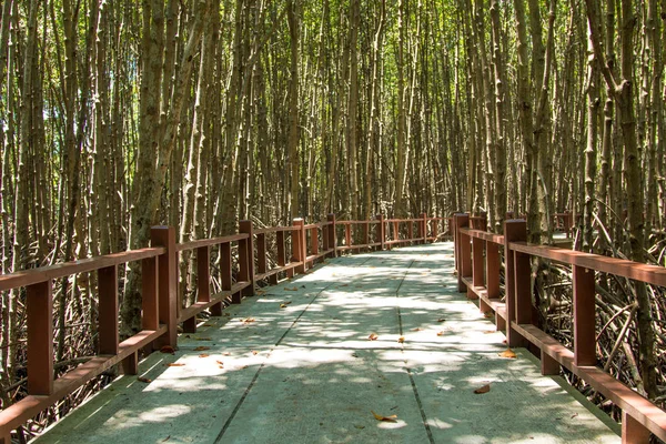 Puente Cemento Largo Del Bosque Manglares — Foto de Stock