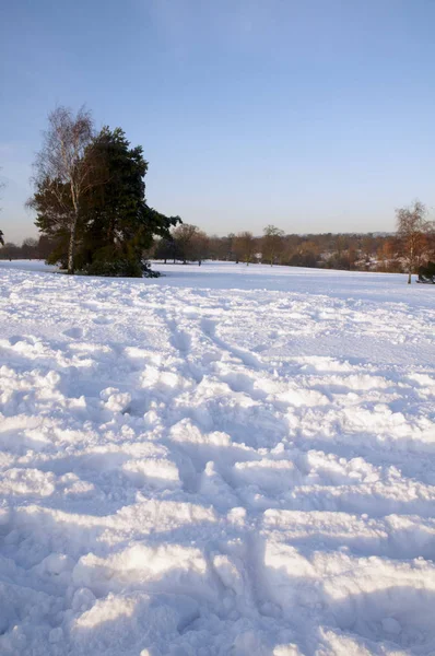 木や地面の雪に覆われた公園のビュー — ストック写真