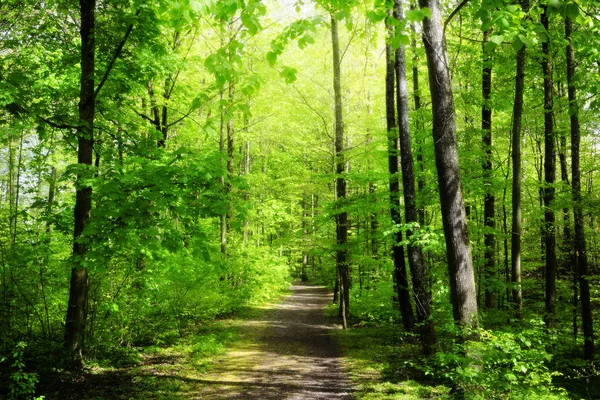 Зелений Ліс Літній Час — стокове фото