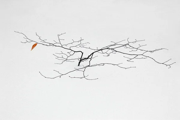 Ett Litet Träd Vintern Djup Snö — Stockfoto