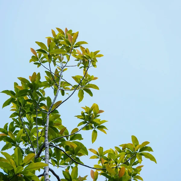 Las Ramas Verdes Bosque Cielo Azul — Foto de Stock