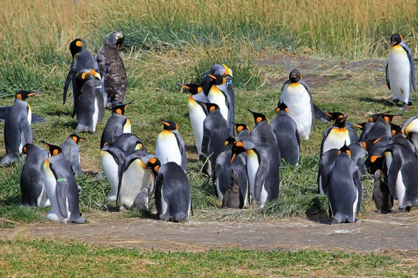 Kungspingviner Som Lever Vilt Parque Pinguino Rey Tierra Del Fuego — Stockfoto