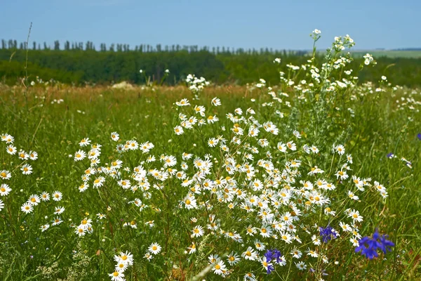 Floraison Rapide Des Marguerites Plantes Sur Une Prairie Été — Photo