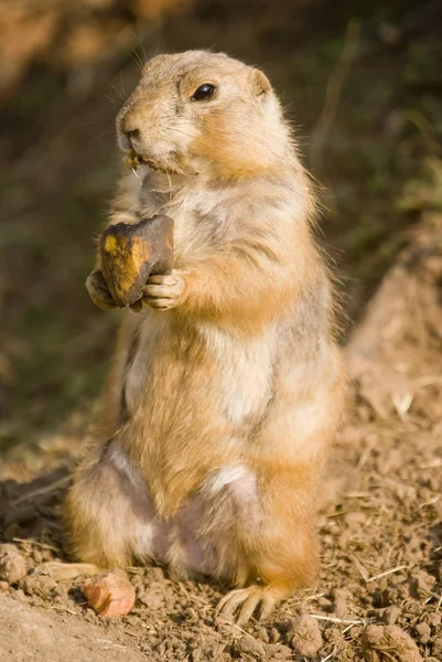 Primer Plano Prairie Dog Cynomys Pie Sobre Las Patas Traseras — Foto de Stock