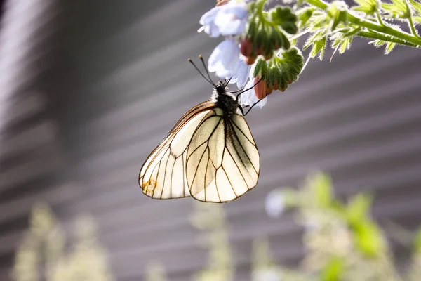 Weißer Schmetterling Mit Drahtigen Flügeln Auf Einer Blauen Glockenblume Hängt — Stockfoto