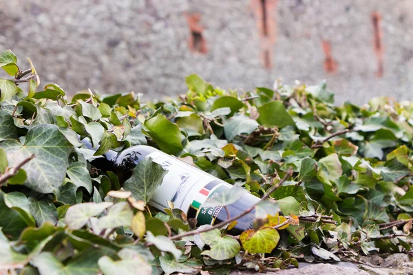 一瓶意大利红葡萄酒 躺在石墙背景的常春藤叶子上 — 图库照片