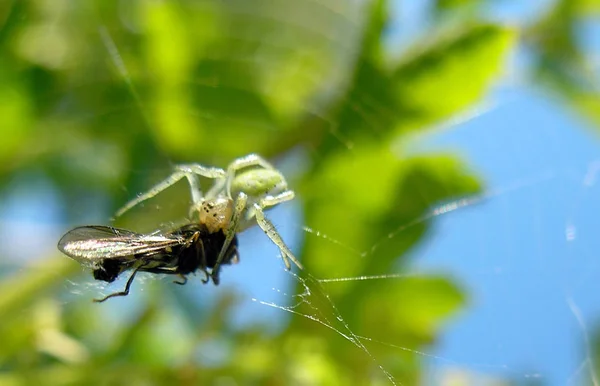 Une Araignée Verte Mangeant Une Mouche Prise Dans Toile Fond — Photo