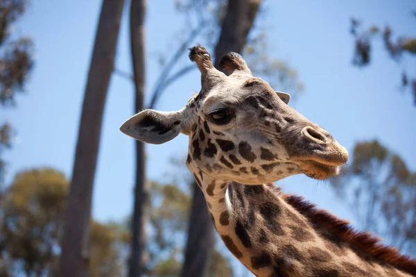 Close Majestic Giraffe Head Narrow Depth Field — Stock Photo, Image