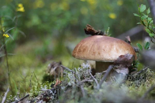 Boletus Edulis Μανιταριών Porcini Στο Γρασίδι Στο Δάσος — Φωτογραφία Αρχείου