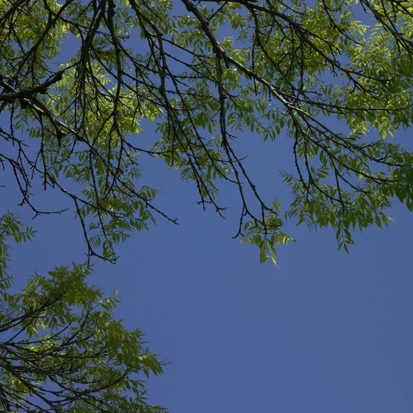 Дерево Починає Рости Листя Блакитне Небо — стокове фото